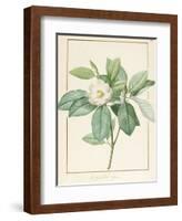 Magnolia Glauca, 1811-Pierre Joseph Redoute-Framed Giclee Print