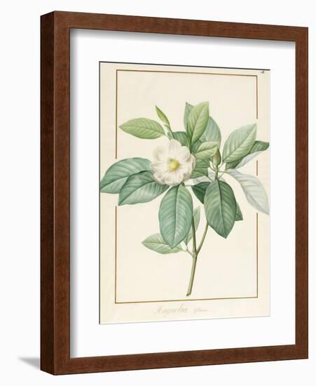 Magnolia Glauca, 1811-Pierre Joseph Redoute-Framed Giclee Print