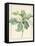 Magnolia Glauca, 1811-Pierre Joseph Redoute-Framed Stretched Canvas