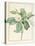 Magnolia Glauca, 1811-Pierre Joseph Redoute-Stretched Canvas