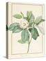 Magnolia Glauca, 1811-Pierre Joseph Redoute-Stretched Canvas