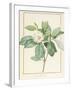 Magnolia Glauca, 1811-Pierre Joseph Redoute-Framed Giclee Print