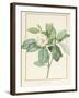 Magnolia Glauca, 1811-Pierre Joseph Redoute-Framed Giclee Print