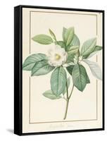 Magnolia Glauca, 1811-Pierre Joseph Redoute-Framed Stretched Canvas