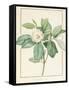 Magnolia Glauca, 1811-Pierre Joseph Redoute-Framed Stretched Canvas