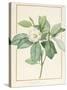 Magnolia Glauca, 1811-Pierre Joseph Redoute-Stretched Canvas