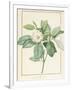 Magnolia Glauca, 1811-Pierre Joseph Redoute-Framed Giclee Print