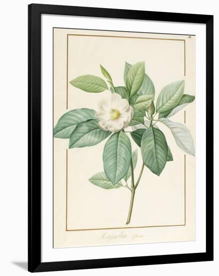 Magnolia Glauca, 1811-Pierre Joseph Redoute-Framed Giclee Print