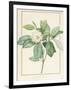 Magnolia Glauca, 1811-Pierre Joseph Redoute-Framed Giclee Print