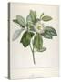 Magnolia Glauca, from Description Des Plantes Rares Cultivees a Malmaison Et a Navarre, 1813-Pierre Joseph Redoute-Stretched Canvas