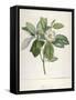 Magnolia Glauca, from Description Des Plantes Rares Cultivees a Malmaison Et a Navarre, 1813-Pierre Joseph Redoute-Framed Stretched Canvas