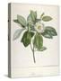 Magnolia Glauca, from Description Des Plantes Rares Cultivees a Malmaison Et a Navarre, 1813-Pierre Joseph Redoute-Stretched Canvas