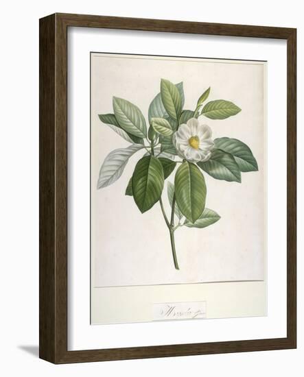 Magnolia Glauca, from Description Des Plantes Rares Cultivees a Malmaison Et a Navarre, 1813-Pierre Joseph Redoute-Framed Giclee Print