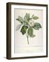 Magnolia Glauca, from Description Des Plantes Rares Cultivees a Malmaison Et a Navarre, 1813-Pierre Joseph Redoute-Framed Giclee Print