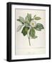 Magnolia Glauca, from Description Des Plantes Rares Cultivees a Malmaison Et a Navarre, 1813-Pierre Joseph Redoute-Framed Giclee Print