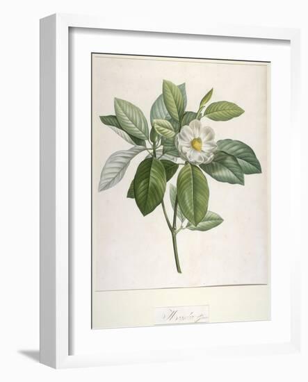 Magnolia Glauca, from Description Des Plantes Rares Cultivees a Malmaison Et a Navarre, 1813-Pierre Joseph Redoute-Framed Giclee Print