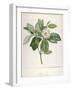 Magnolia Glauca, from Description Des Plantes Rares Cultivees a Malmaison Et a Navarre, 1813-Pierre Joseph Redoute-Framed Giclee Print