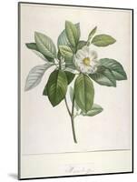 Magnolia Glauca, from Description Des Plantes Rares Cultivees a Malmaison Et a Navarre, 1813-Pierre Joseph Redoute-Mounted Giclee Print