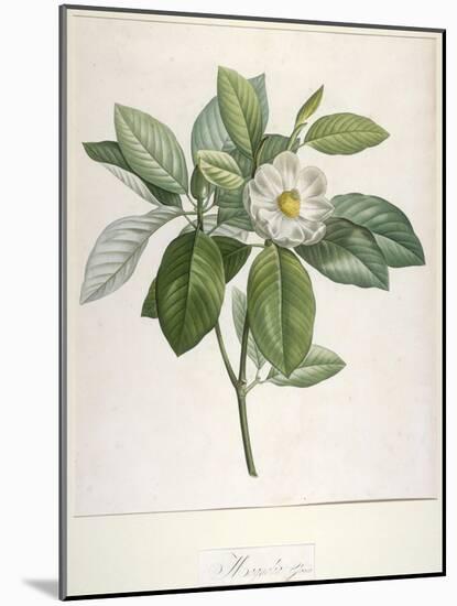 Magnolia Glauca, from Description Des Plantes Rares Cultivees a Malmaison Et a Navarre, 1813-Pierre Joseph Redoute-Mounted Giclee Print