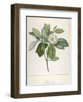 Magnolia Glauca, from Description Des Plantes Rares Cultivees a Malmaison Et a Navarre, 1813-Pierre Joseph Redoute-Framed Giclee Print