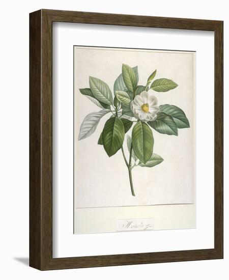 Magnolia Glauca, from Description Des Plantes Rares Cultivees a Malmaison Et a Navarre, 1813-Pierre Joseph Redoute-Framed Giclee Print