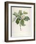 Magnolia Glauca, from Description Des Plantes Rares Cultivees a Malmaison Et a Navarre, 1813-Pierre Joseph Redoute-Framed Giclee Print