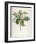 Magnolia Glauca, from Description Des Plantes Rares Cultivees a Malmaison Et a Navarre, 1813-Pierre Joseph Redoute-Framed Giclee Print