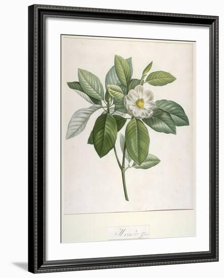 Magnolia Glauca, from Description Des Plantes Rares Cultivees a Malmaison Et a Navarre, 1813-Pierre Joseph Redoute-Framed Giclee Print