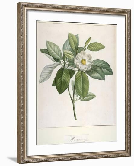 Magnolia Glauca, from Description Des Plantes Rares Cultivees a Malmaison Et a Navarre, 1813-Pierre Joseph Redoute-Framed Giclee Print