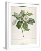 Magnolia Glauca, from Description Des Plantes Rares Cultivees a Malmaison Et a Navarre, 1813-Pierre Joseph Redoute-Framed Giclee Print