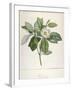 Magnolia Glauca, from Description Des Plantes Rares Cultivees a Malmaison Et a Navarre, 1813-Pierre Joseph Redoute-Framed Giclee Print