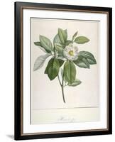 Magnolia Glauca, from Description Des Plantes Rares Cultivees a Malmaison Et a Navarre, 1813-Pierre Joseph Redoute-Framed Giclee Print