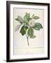 Magnolia Glauca, from Description Des Plantes Rares Cultivees a Malmaison Et a Navarre, 1813-Pierre Joseph Redoute-Framed Giclee Print