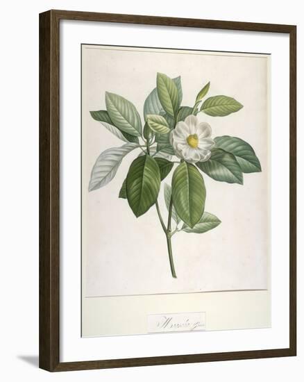 Magnolia Glauca, from Description Des Plantes Rares Cultivees a Malmaison Et a Navarre, 1813-Pierre Joseph Redoute-Framed Giclee Print