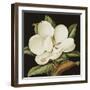 Magnolia Grandiflora, 2003-Jenny Barron-Framed Giclee Print