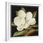 Magnolia Grandiflora, 2003-Jenny Barron-Framed Giclee Print