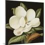 Magnolia Grandiflora, 2003-Jenny Barron-Mounted Giclee Print