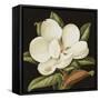 Magnolia Grandiflora, 2003-Jenny Barron-Framed Stretched Canvas