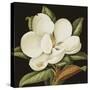 Magnolia Grandiflora, 2003-Jenny Barron-Stretched Canvas