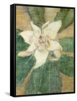 Magnolia Grandiflora-Christian Rohlfs-Framed Stretched Canvas