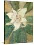 Magnolia Grandiflora-Christian Rohlfs-Stretched Canvas