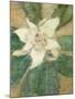 Magnolia Grandiflora-Christian Rohlfs-Mounted Giclee Print