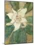 Magnolia Grandiflora-Christian Rohlfs-Mounted Giclee Print