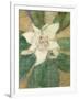 Magnolia Grandiflora-Christian Rohlfs-Framed Giclee Print