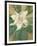 Magnolia Grandiflora-Christian Rohlfs-Framed Giclee Print