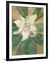 Magnolia Grandiflora-Christian Rohlfs-Framed Giclee Print