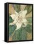 Magnolia Grandiflora-Christian Rohlfs-Framed Stretched Canvas