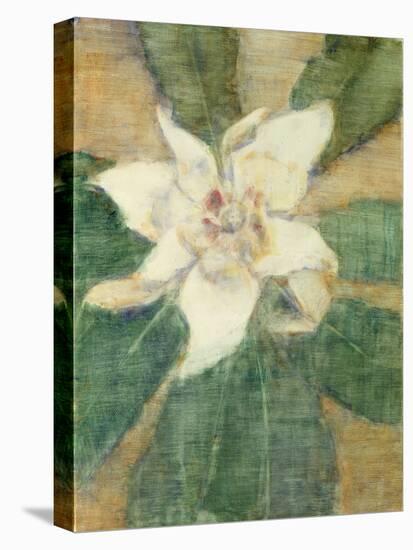 Magnolia Grandiflora-Christian Rohlfs-Stretched Canvas