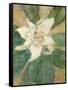 Magnolia Grandiflora-Christian Rohlfs-Framed Stretched Canvas