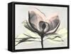 Magnolia I Gray-Albert Koetsier-Framed Stretched Canvas